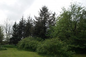 Bærbuske